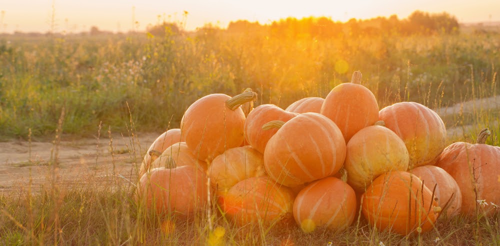 October is a Harvest of Holidays, Celebrate by Reading a Book